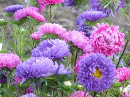When to plant asters for seedlings in 2017 according to the lunar calendar