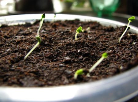 Лавандула: расте от семена у дома