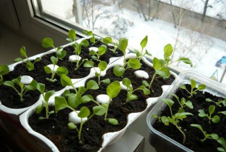 Petunia: växer från frön när man planterar