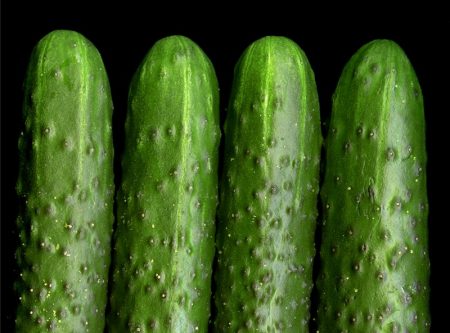 Polycarbonate Greenhouse Cucumbers