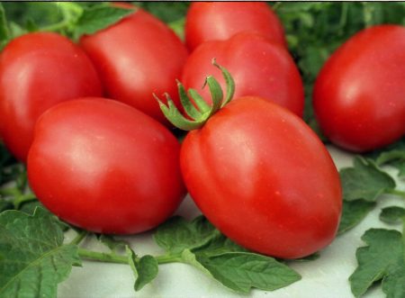 Tomato adalah jenis terbaik untuk rantau Moscow, ulasan