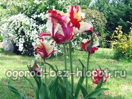 Rastúce tulipány, ako to urobiť správne