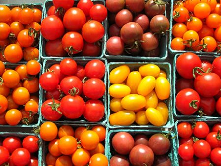 Varieties of tomatoes for the greenhouse resistant to late blight