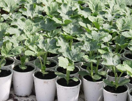 When to plant watermelons for seedlings in 2017