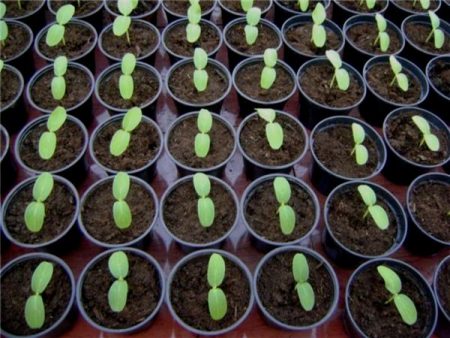 Apabila menanam zucchini untuk anak benih pada tahun 2017