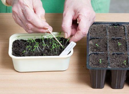 البطونية: تنمو من البذور في المنزل