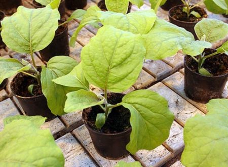 When to plant eggplant for seedlings in 2017