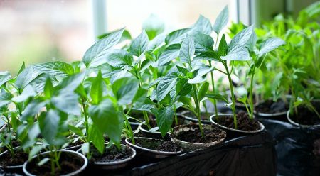 The timing of planting seedlings at home: the lunar calendar for 2016