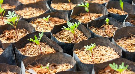 Bila menanam marigolds pada anak benih pada tahun 2017