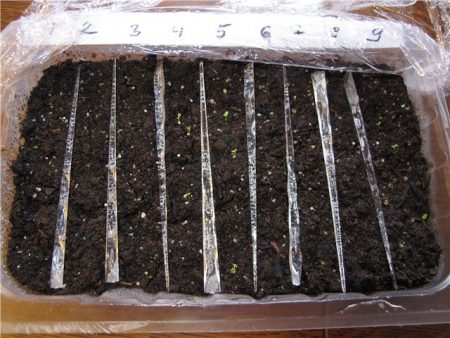 Petunia: creciendo a partir de semillas cuando plantar