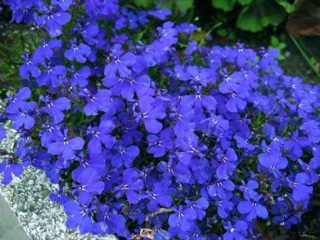 Lobelia: growing from seeds at home