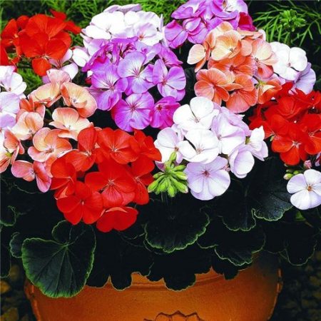 Flores anuales para casas de verano que florecen todo el verano: foto titulada