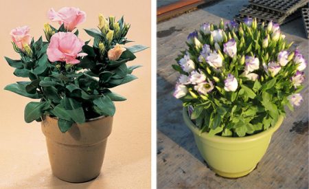 Eustoma: growing from seeds at home, photo
