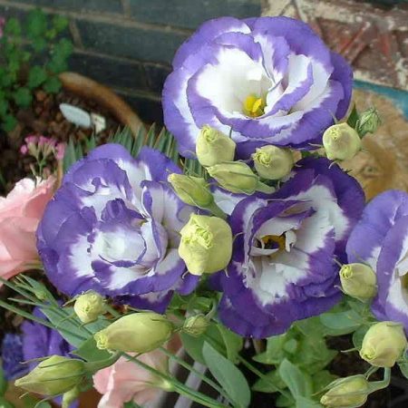 Eustoma: growing from seeds at home, photo