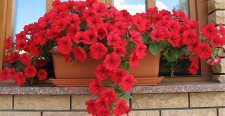 Petunia: growing from seeds at home