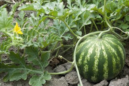 När ska man plantera vattenmeloner för plantor 2017 enligt månkalendern