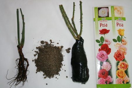 Jak udržet sazenice růží před výsadbou