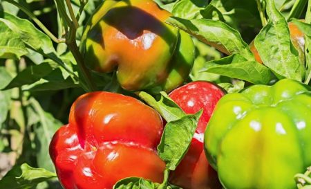 Tidpunkten för plantering av peppar för plantor 2017 i mittfältet