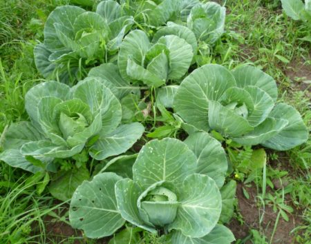 When to plant cabbage for seedlings in 2016