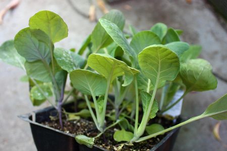 When to plant cabbage for seedlings