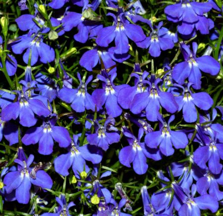 Lobelia: growing from seeds at home