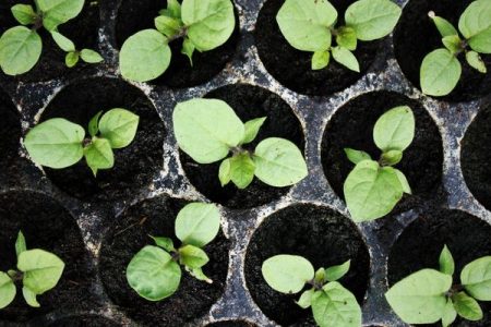 When to plant eggplant for seedlings