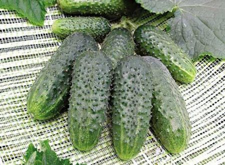 Polycarbonate cucumbers: the best varieties