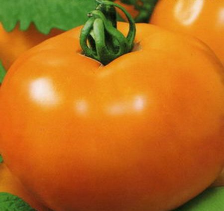 Tomaten zijn de beste variëteiten