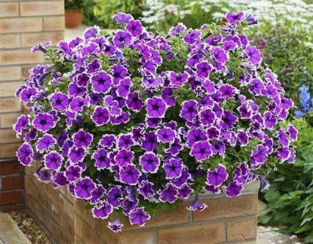 Petunia seed cultivation when to plant