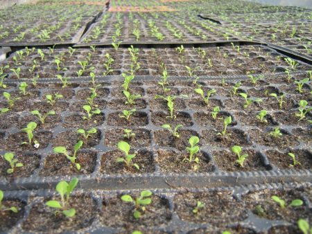 פטוניה: גידול מזרעים בבית