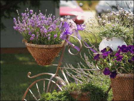 Lavendel: växer från frön hemma