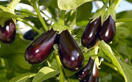 When to plant eggplant