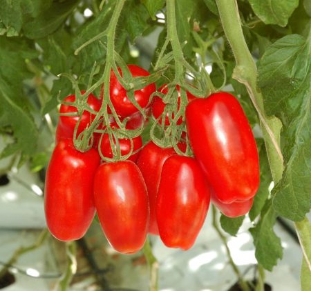 Tomaten voor het zuiden van Rusland hittebestendig in 2017