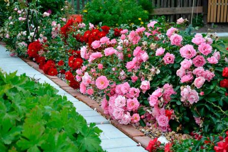 How to keep rose seedlings before planting, bought in early spring