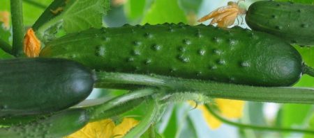 Komkommers van polycarbonaat: de beste variëteiten