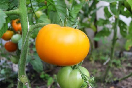 Varieti tomato untuk rumah hijau tahan hawar lewat