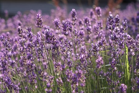 Lavendel: groeit thuis uit zaden