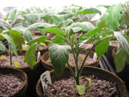 Gynnsamma dagar i mars för att plantera tomater