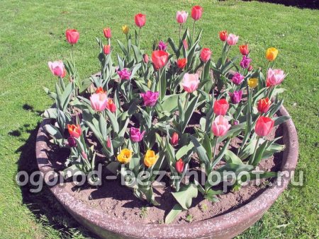 Tulipanes de flores: descripción con foto, cultivo, reproducción.