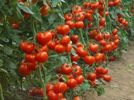 Tomater för södra Ryssland värmebeständiga