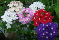 verbena seed cultivation