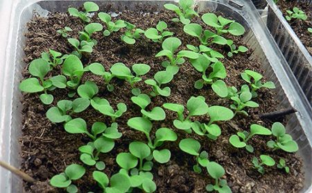 Cultivo de semillas de petunia cuando plantar