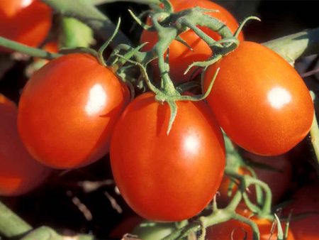 Tomatplantor växer när de sås