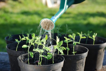 Días favorables para plantar plántulas de pimiento en 2016