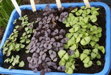 When to plant basil for seedlings in 2017