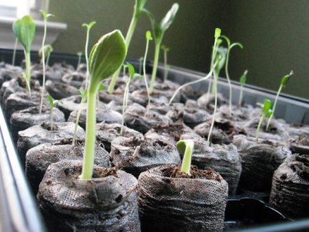 Calendrier lunaire pour la plantation de graines de fleurs pour les semis en 2016