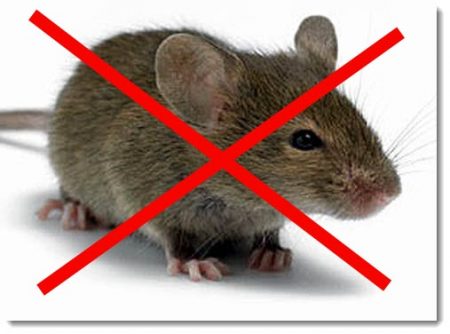 Repelentné potkany a myši
