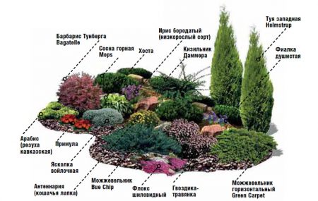 selection of plants for an alpine hill