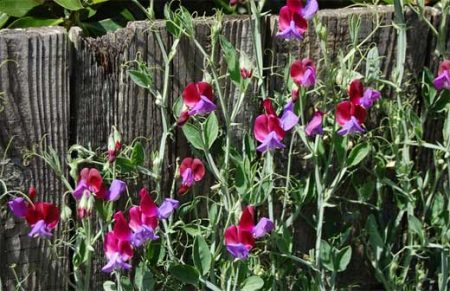 sweet pea cultivation
