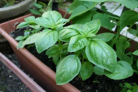 growing basil seedlings at home